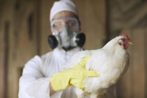 Gripe Aviária de Alta Patogenicidade